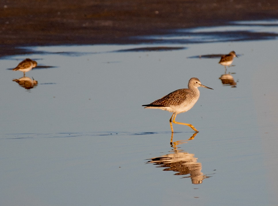 Greater Yellowlegs, Least Sandpiper