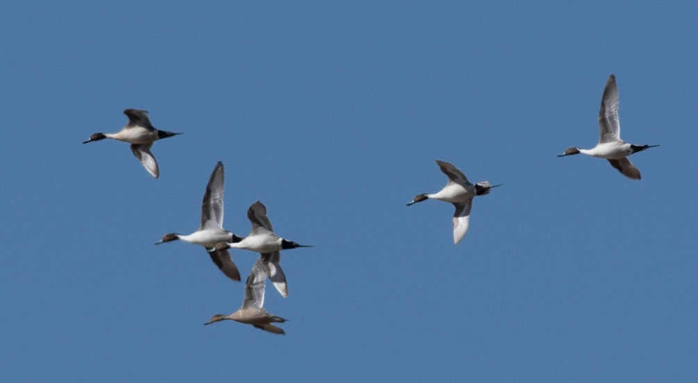 Northern Pintails
