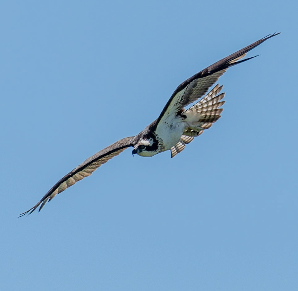 Osprey, Hales Ford Bridge