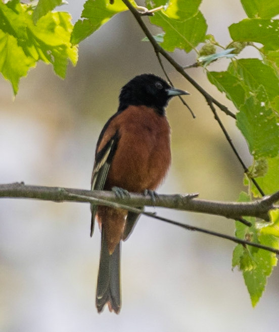 Orchard Oriole (M)