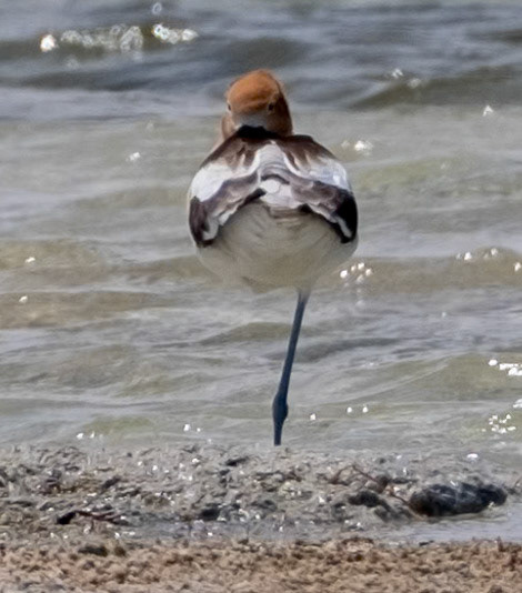 American Avocet