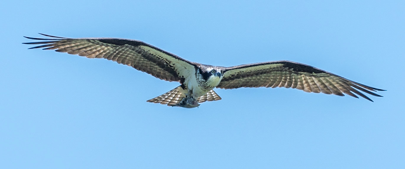 Osprey, Hales Ford Bridge