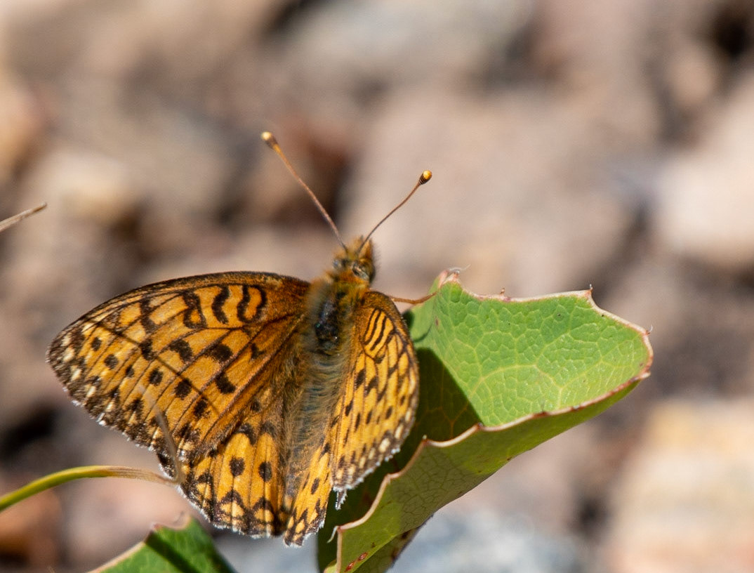 Mormon Fritillary (F)