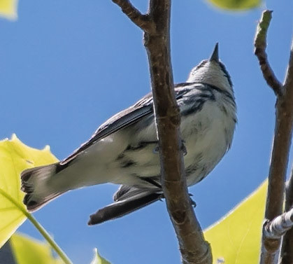 Cerulean Warbler, Warbler Road