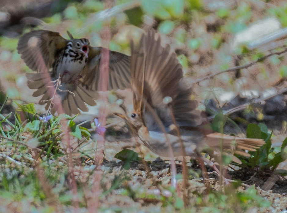 Ovenbird chasing away Veery from nest, Radar Road