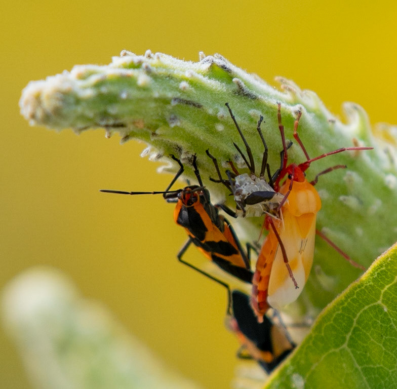 Large Milkweed Bugs and  nymph