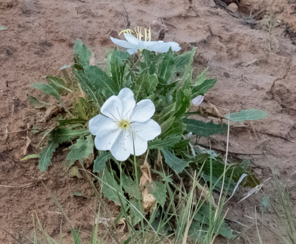 Tufted Evening-primrose