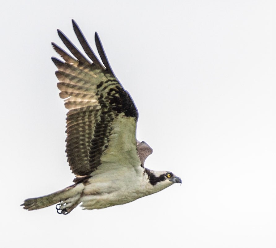 Osprey, Hales Ford Bridge