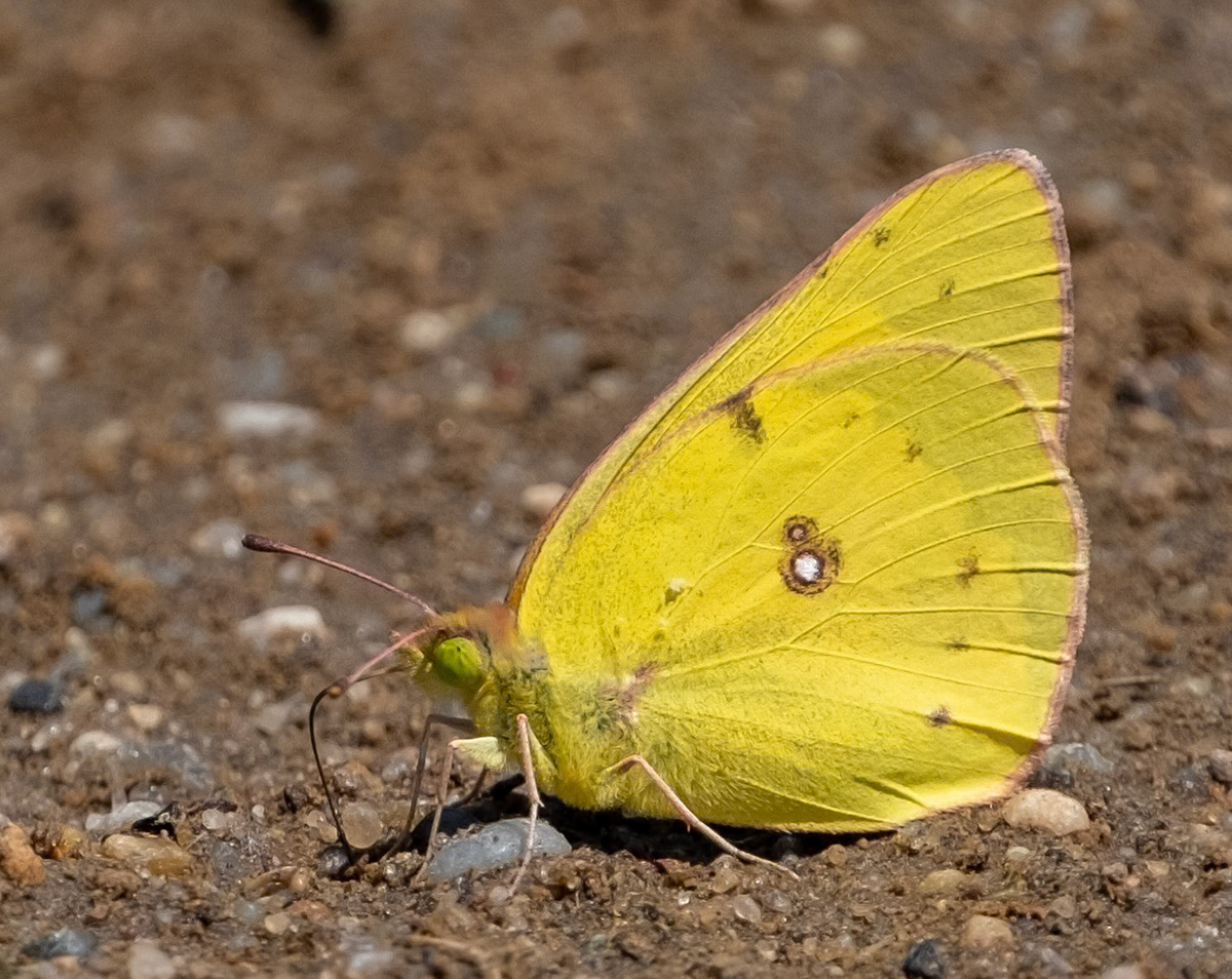 Orange Sulphur
