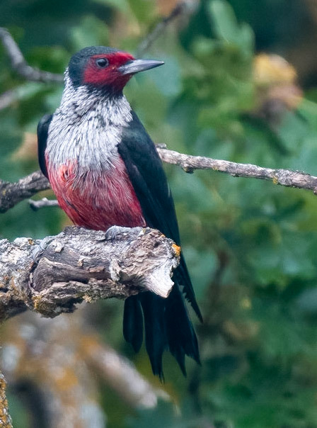 Lewis's Woodpecker (Adult)