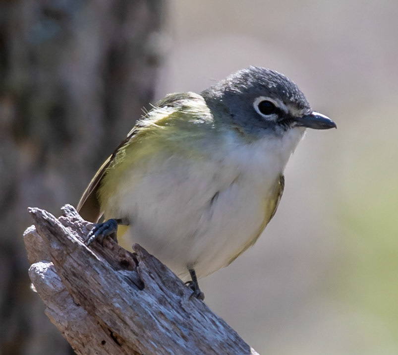 Blue-headed Vireo,  Warbler Road
