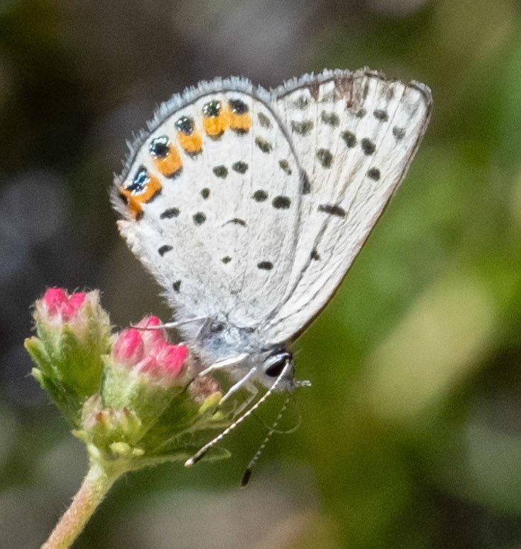 Acmon Blue