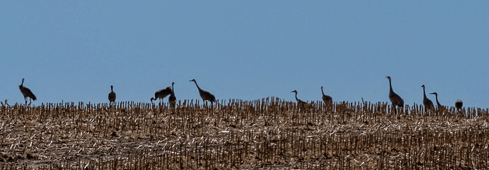 Sandhill Cranes