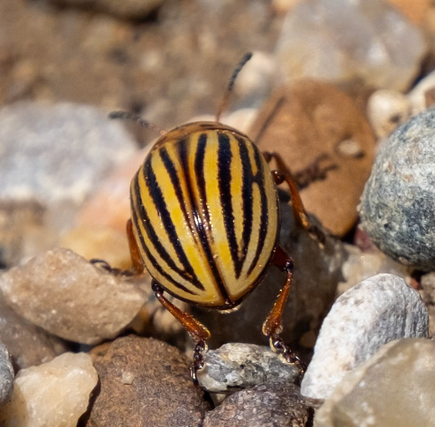 Colorado Potato Beetle