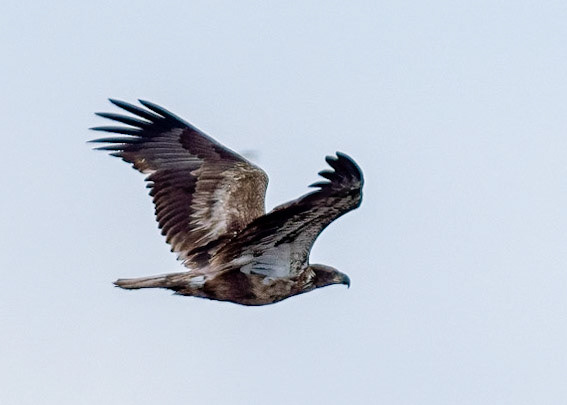 Immature Bald Eagle