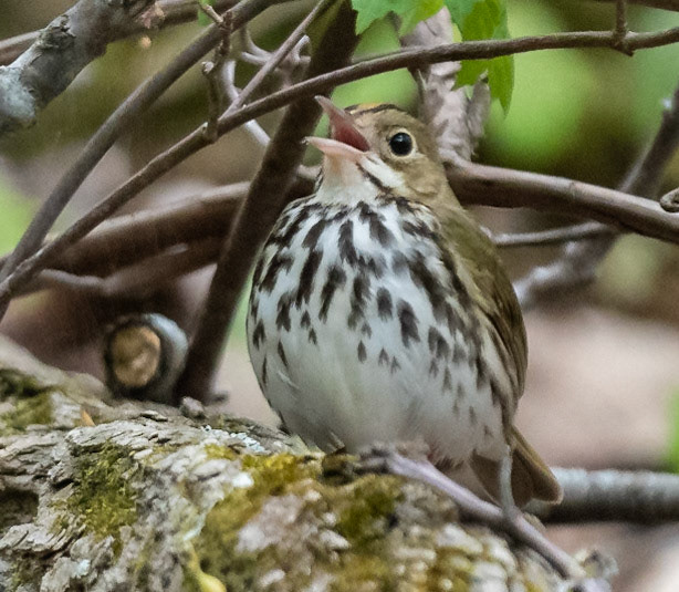 Ovenbird