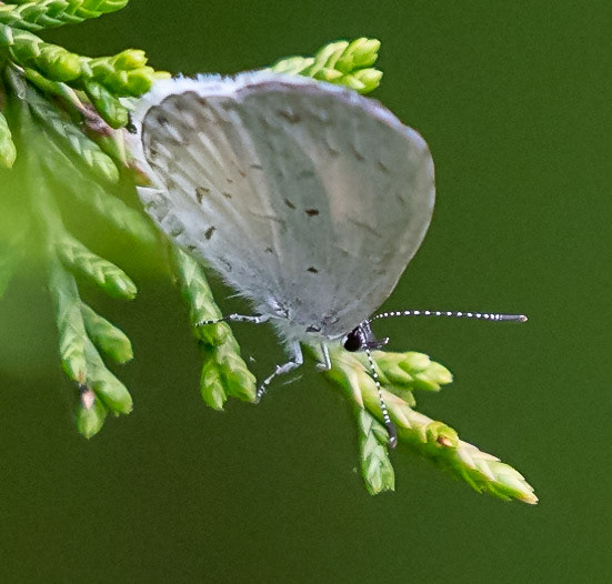 unknown Azure (Appalachian ?)