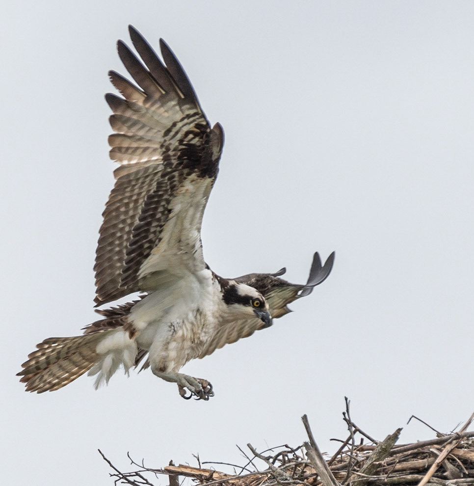 Osprey, Hales Ford Bridge