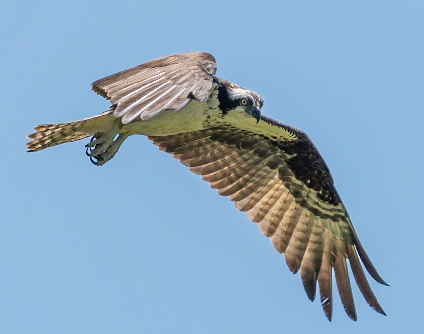 Osprey, Hales Ford Bridge