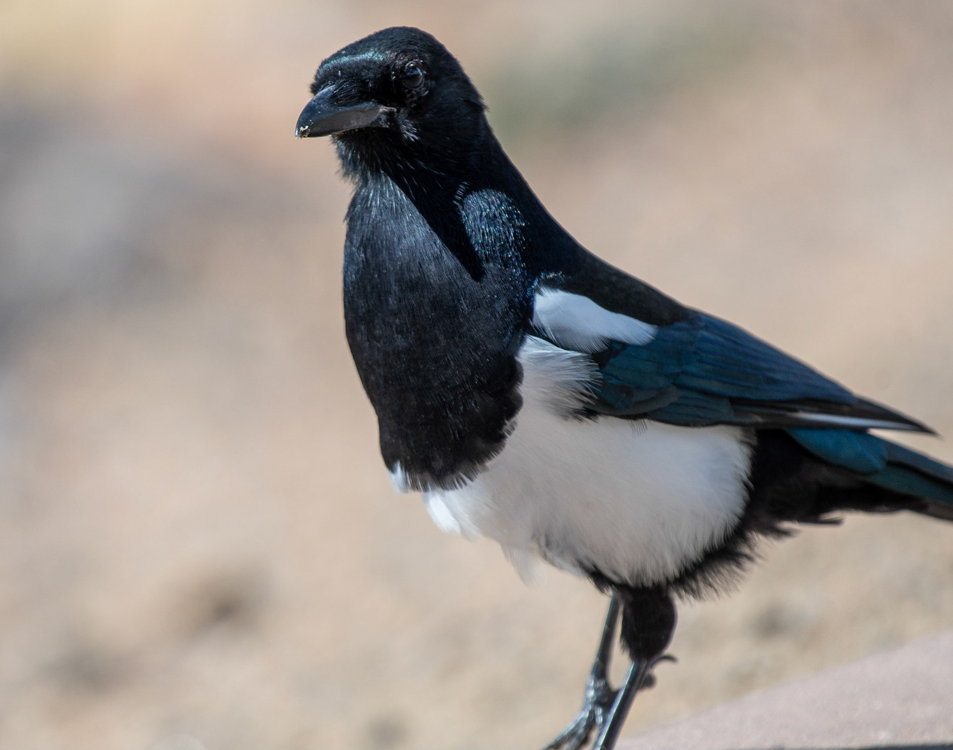 Black-billed Magpie