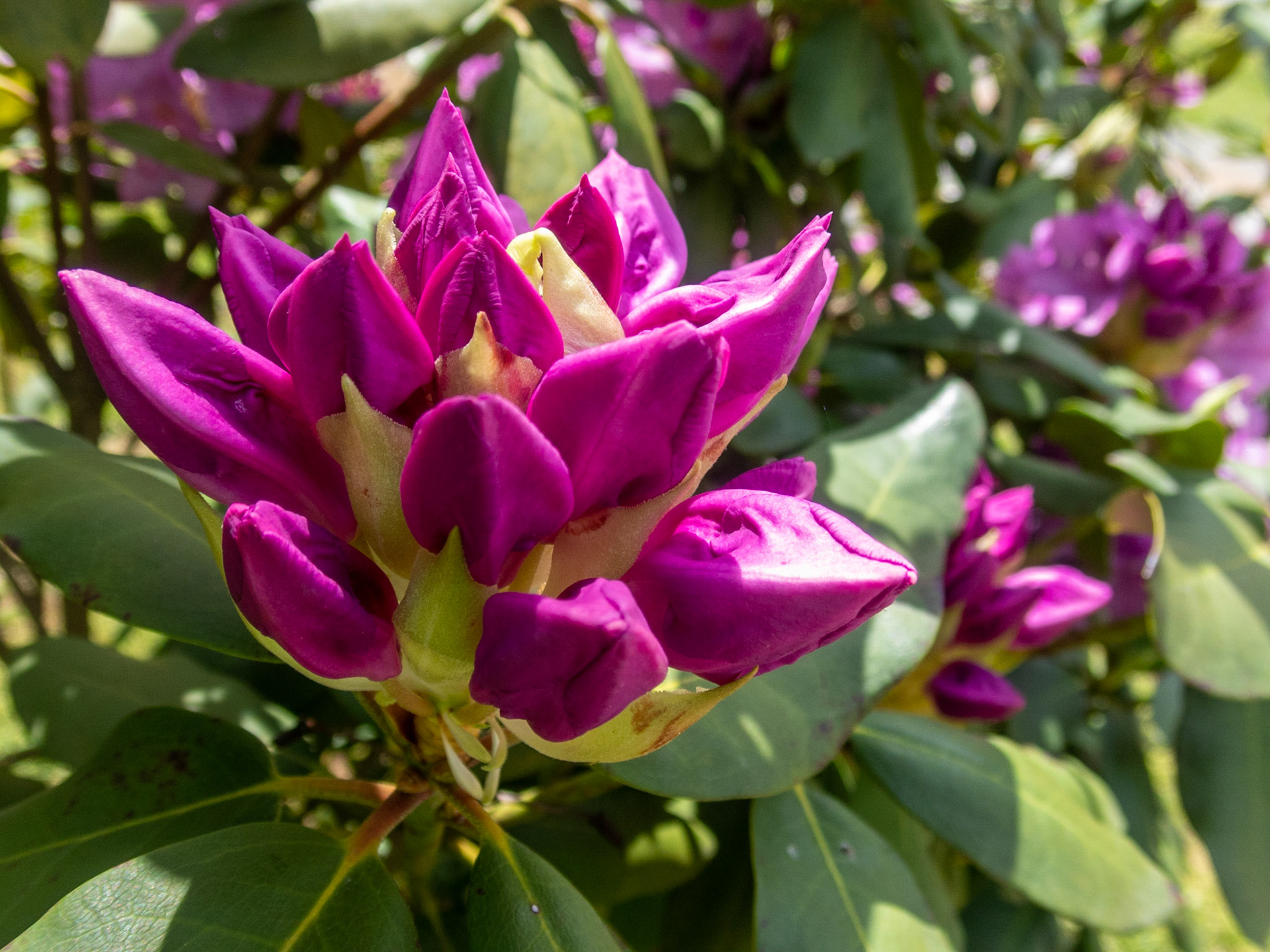 Rhodos, Smith Mountain Lake Community Park