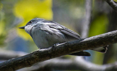 Cerulean Warbler, Warbler Road