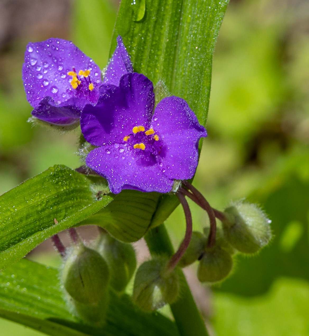 Spiderwort