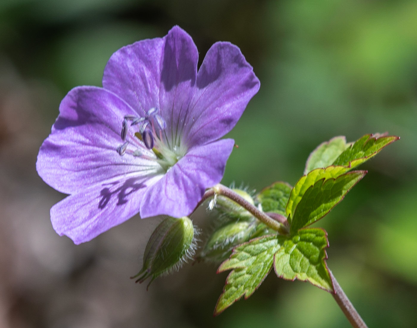 Wild Geranium