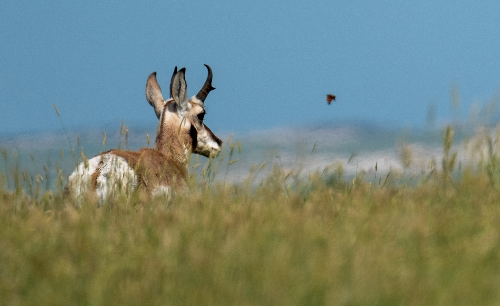 Pronghorn, Monarch
