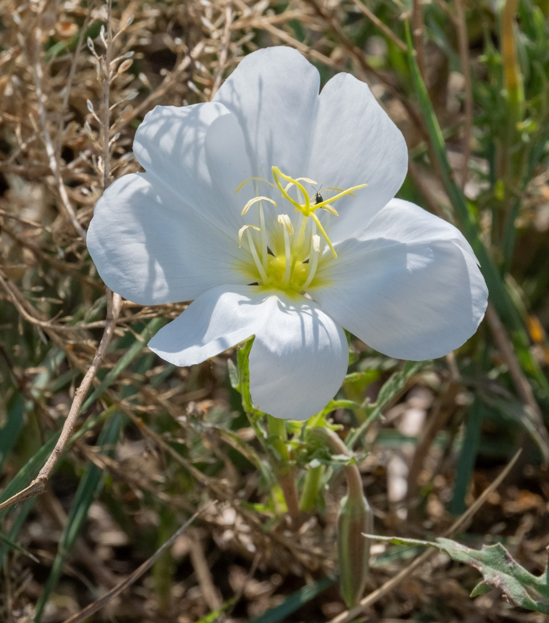Tufted Evening-primrose