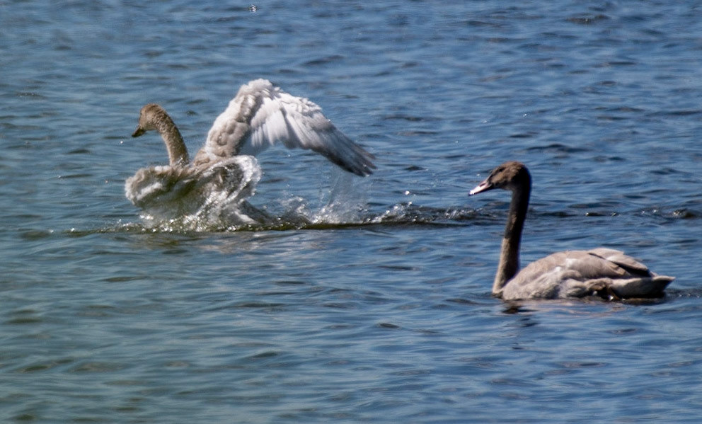 trumpeter Swan (Imm)