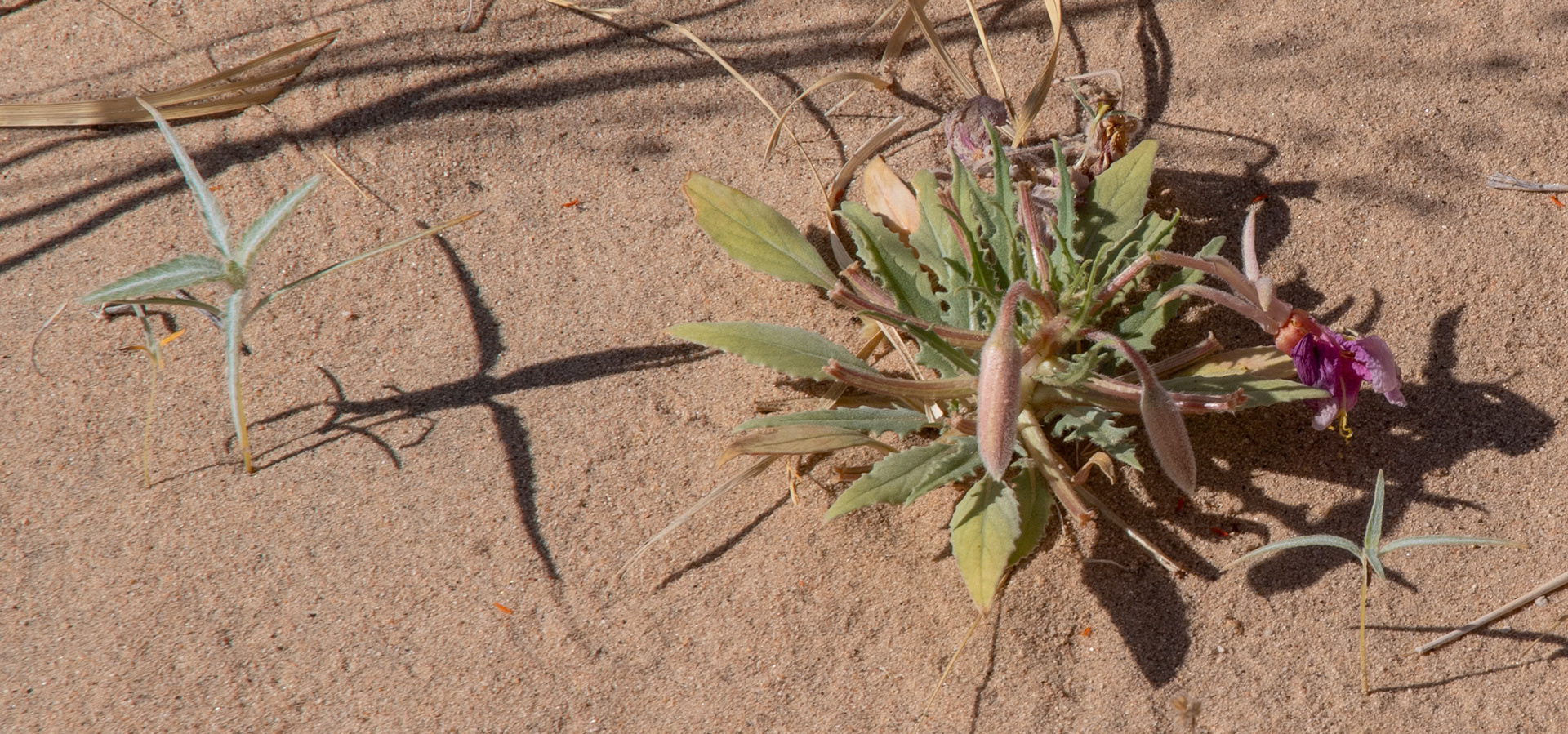 Desert Evening-primrose