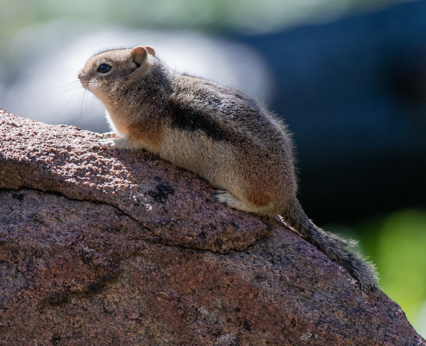 Golden-mantled Ground-squirrel