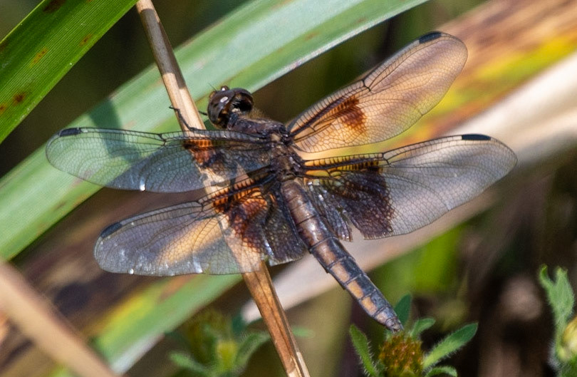 Widow Skimmer