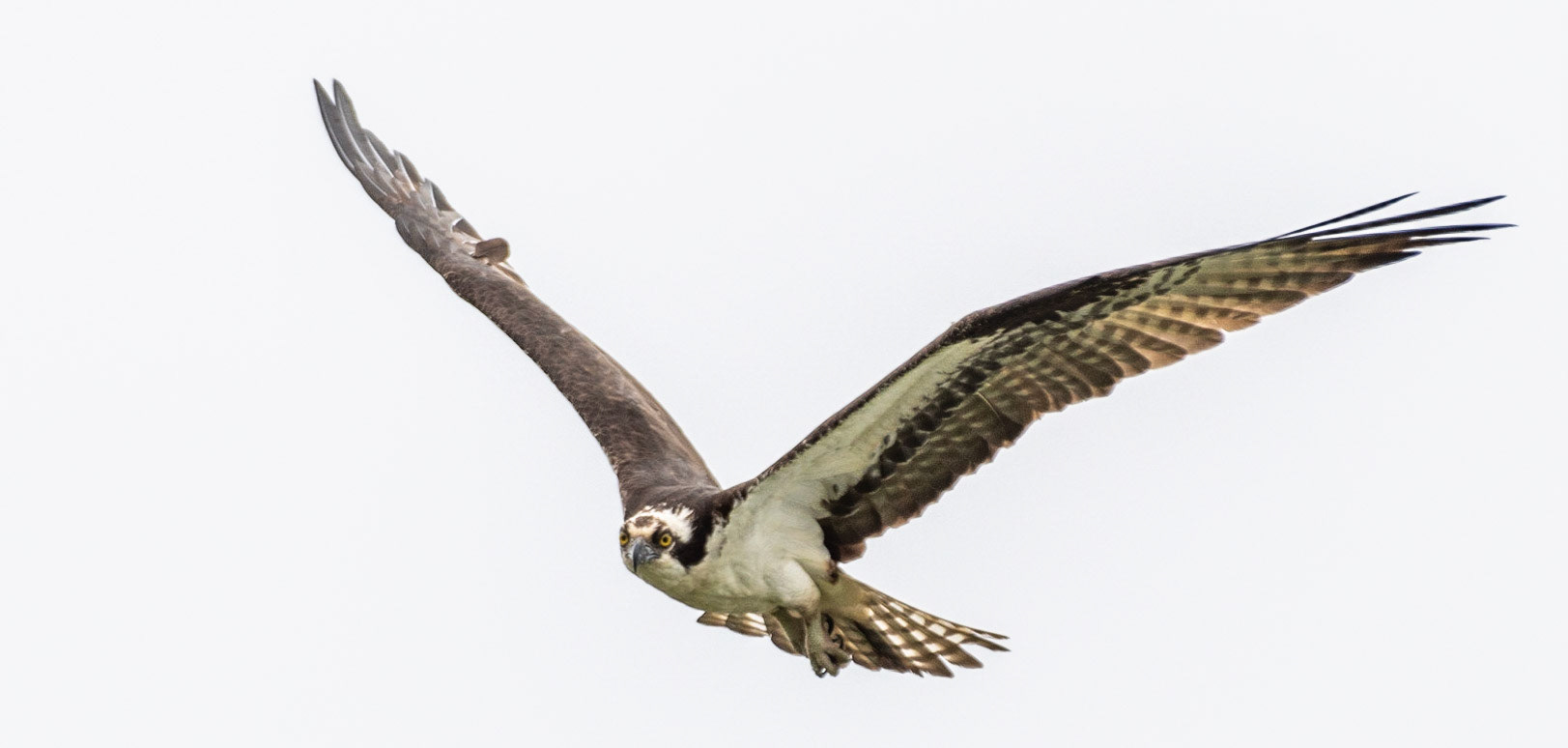 Osprey, Hales Ford Bridge
