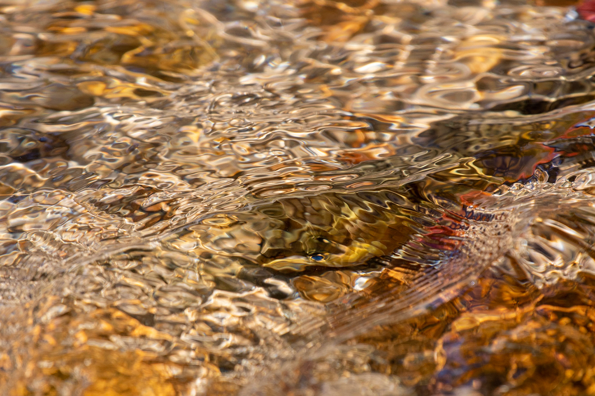 Cutthroat Trout at Sprague Lake