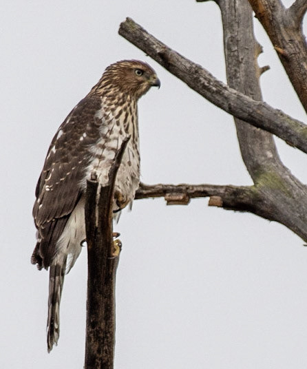 Cooper's Hawk