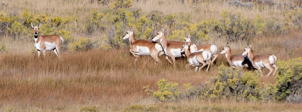 Pronghorn