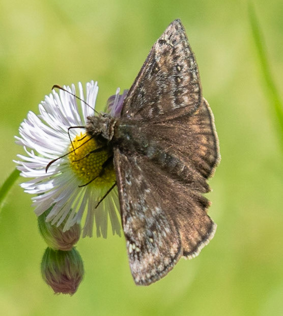 Juvenal's Duskywing