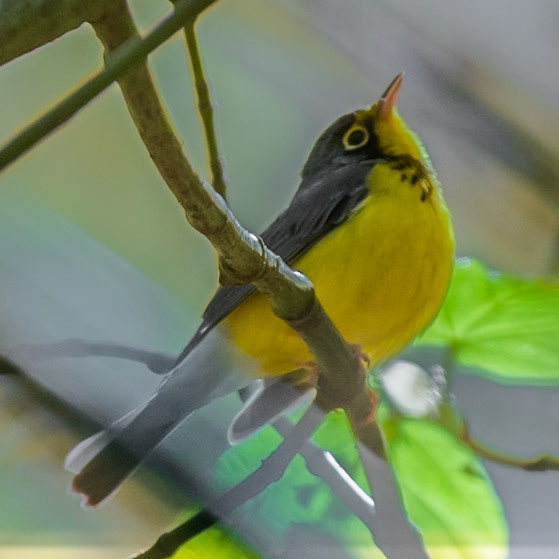 Canada Warbler (M), Radar Road