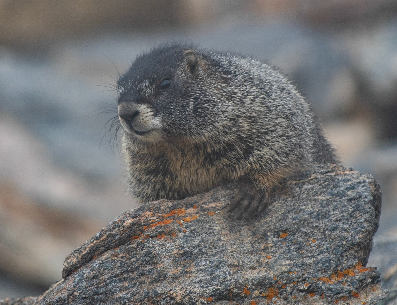 Yellow-bellied Marmot in the fog