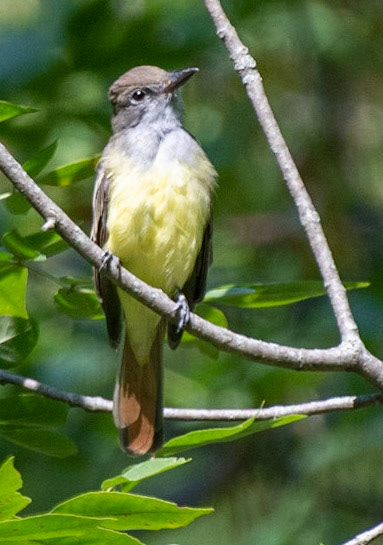 Great Crested Flycatcher