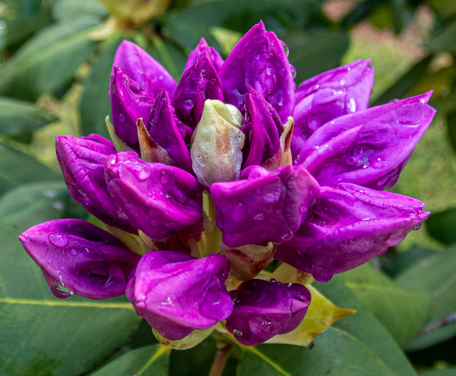 Rhodos, Smith Mountain Lake Community Park