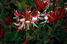 lonicera periclymenum 'serotina'