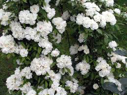 rosa banksiae 'Alba Plena'