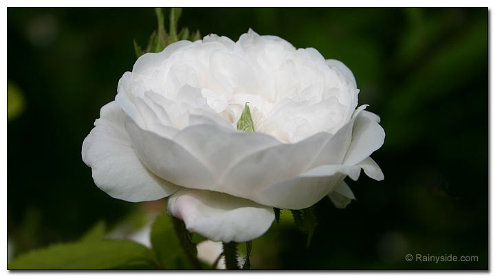 rosa gallica 'Mme Hardy'