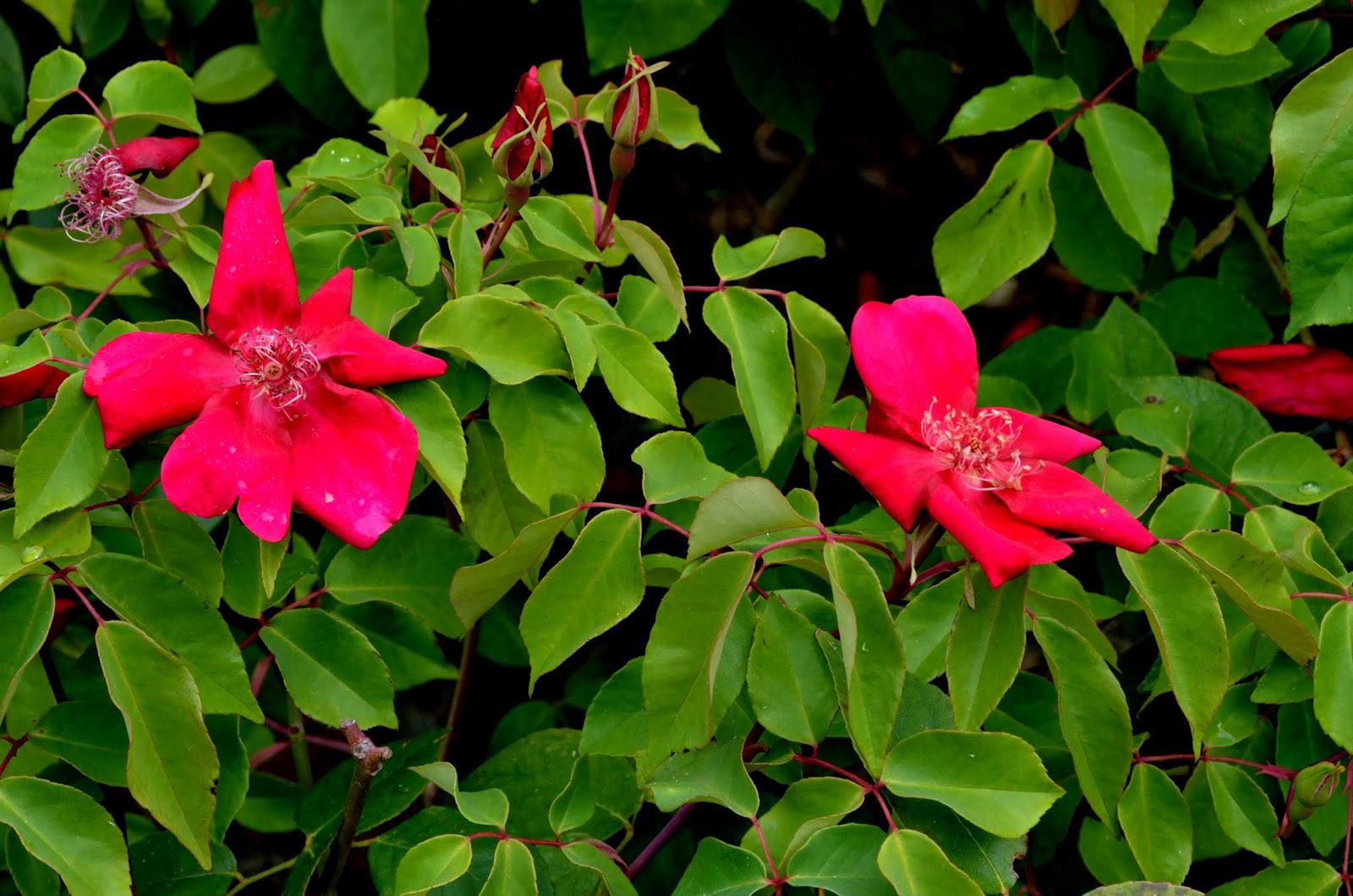 rosa chinensis bengal crimson