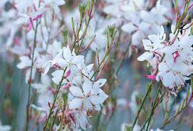 gaura lindheimeri