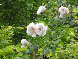 rosa 'Mme Alfred Carriere'