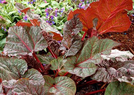 rheum palmatum  Ace of hearts